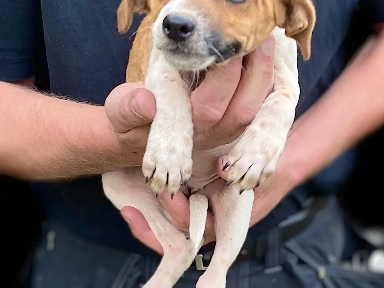 Billede 1 - Hundehvalp dansk/svensk gårdhund