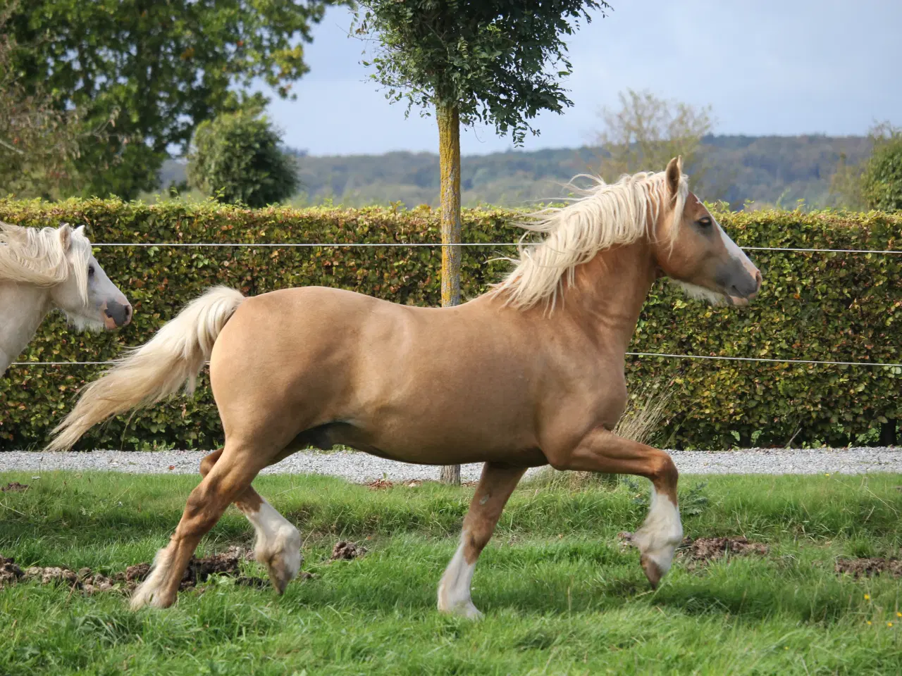 Billede 1 - Welsh Cob avlshingst - Kat 1.