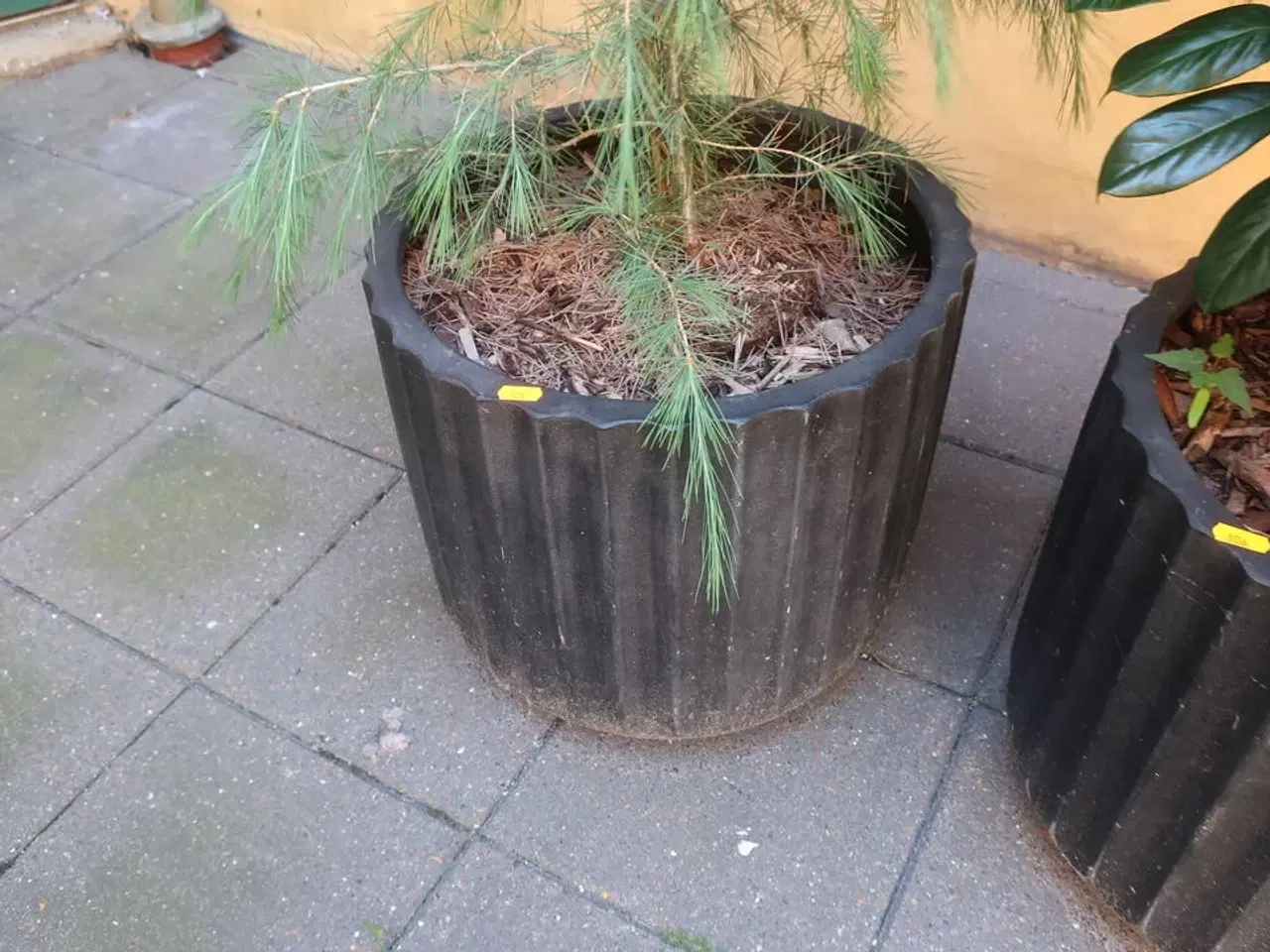 Billede 3 - Plante