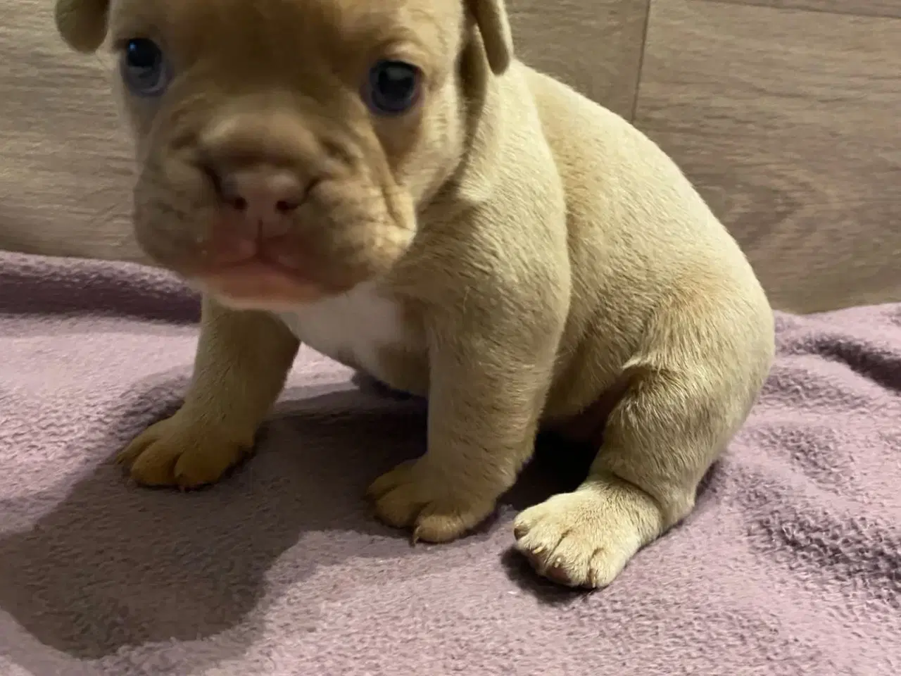 Billede 4 - Fransk bulldog hvalp