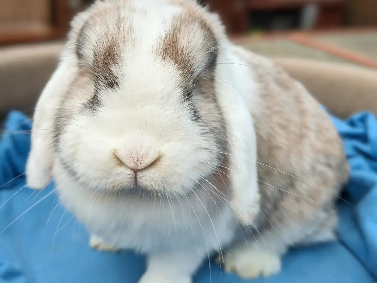 Billede 3 - Minilop kanin