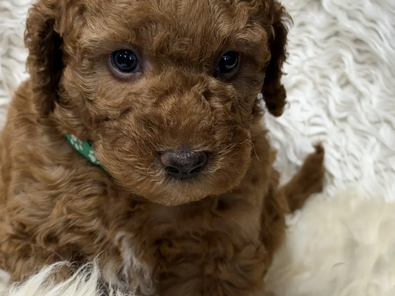Billede 8 - Skønne Doodldoodle hvalpe 