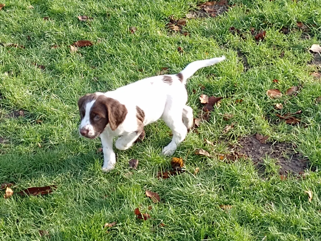 Billede 12 - Ft. Springer spaniel