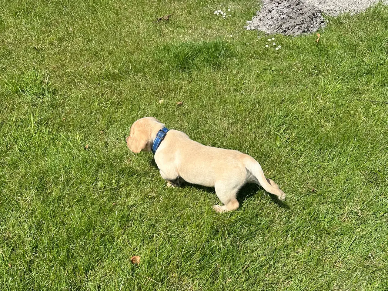 Billede 5 - Labrador hvalpe