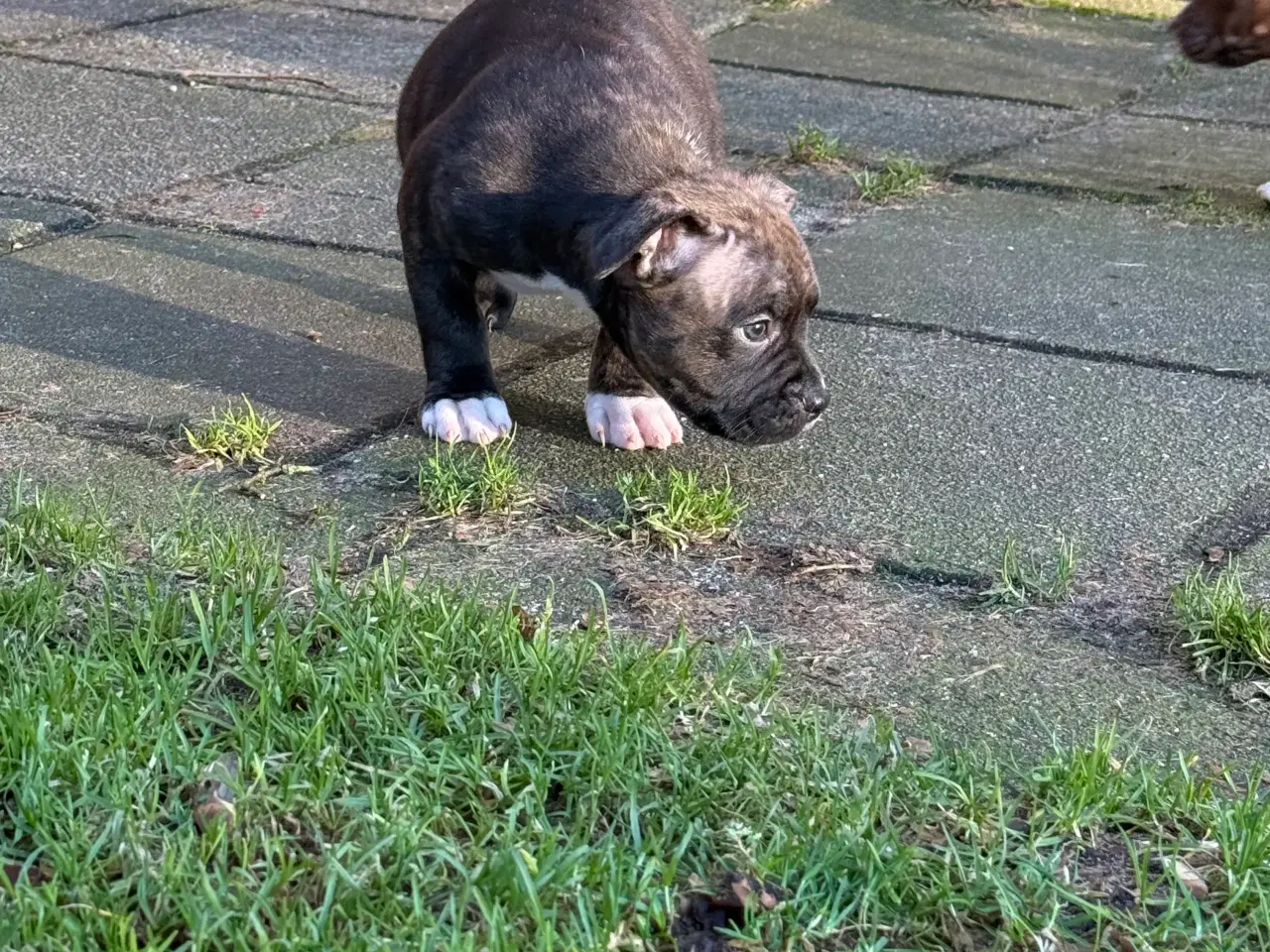 Billede 10 - American Bully Hvalpe