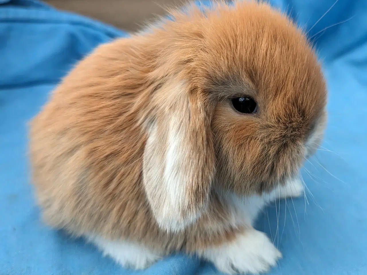 Billede 1 - Minilop kaninunge sælges 