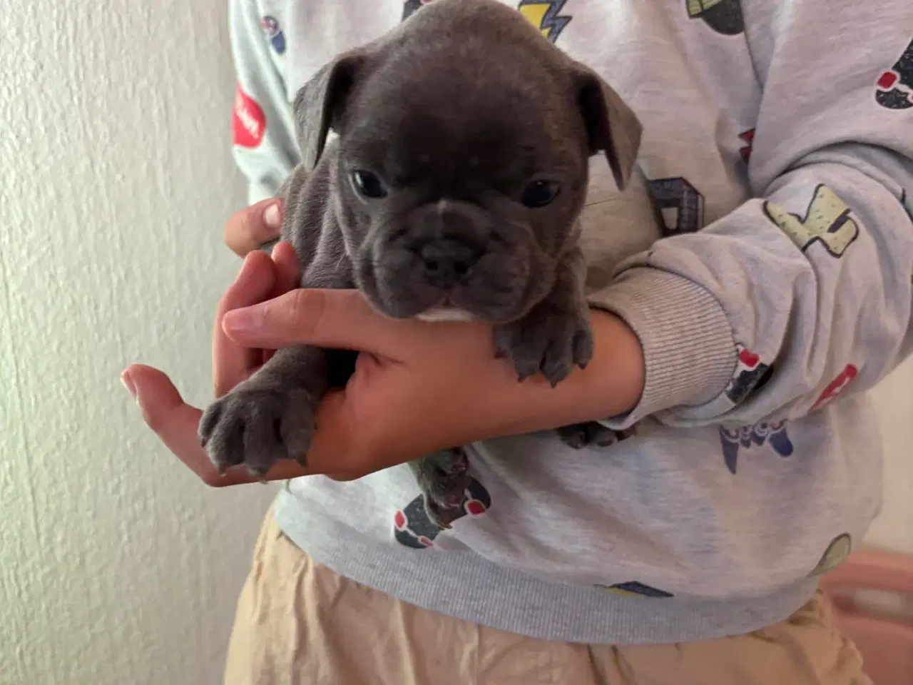 Billede 8 - Fransk Bulldog