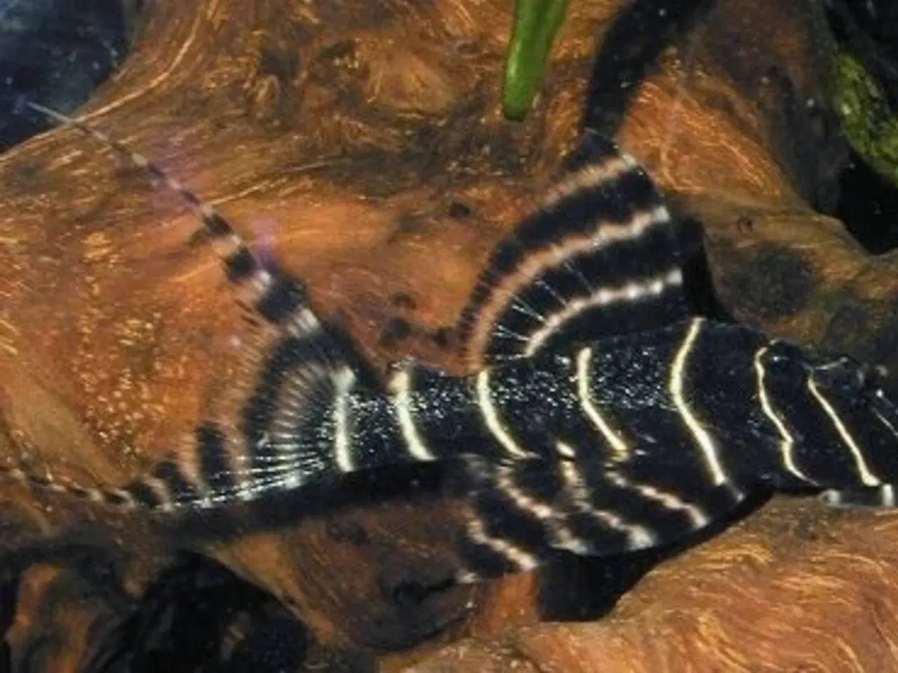 Billede 15 - Flotte akvariefisk og foder