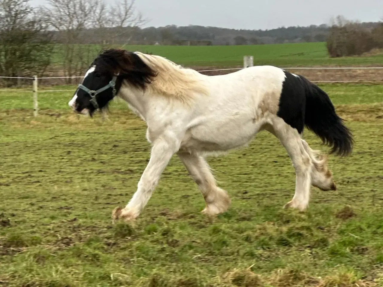 Billede 7 - Sød ung hingst byttes evt til anden hest/pony