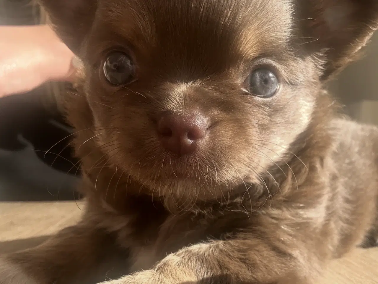 Billede 1 - Chihuahua han hund