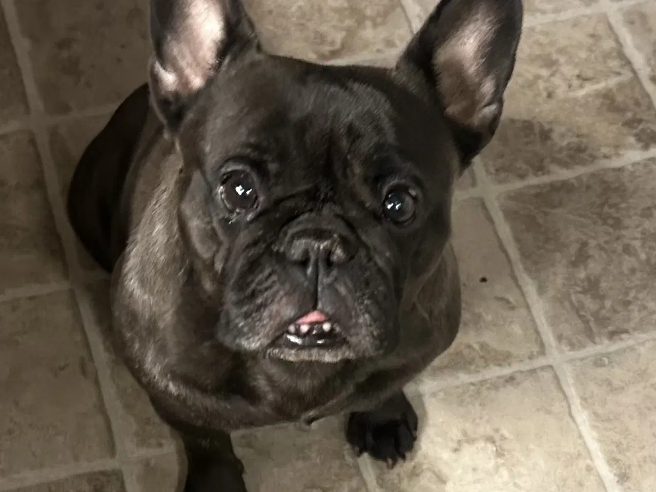 Billede 1 - Fransk bulldog 8 år ❤️