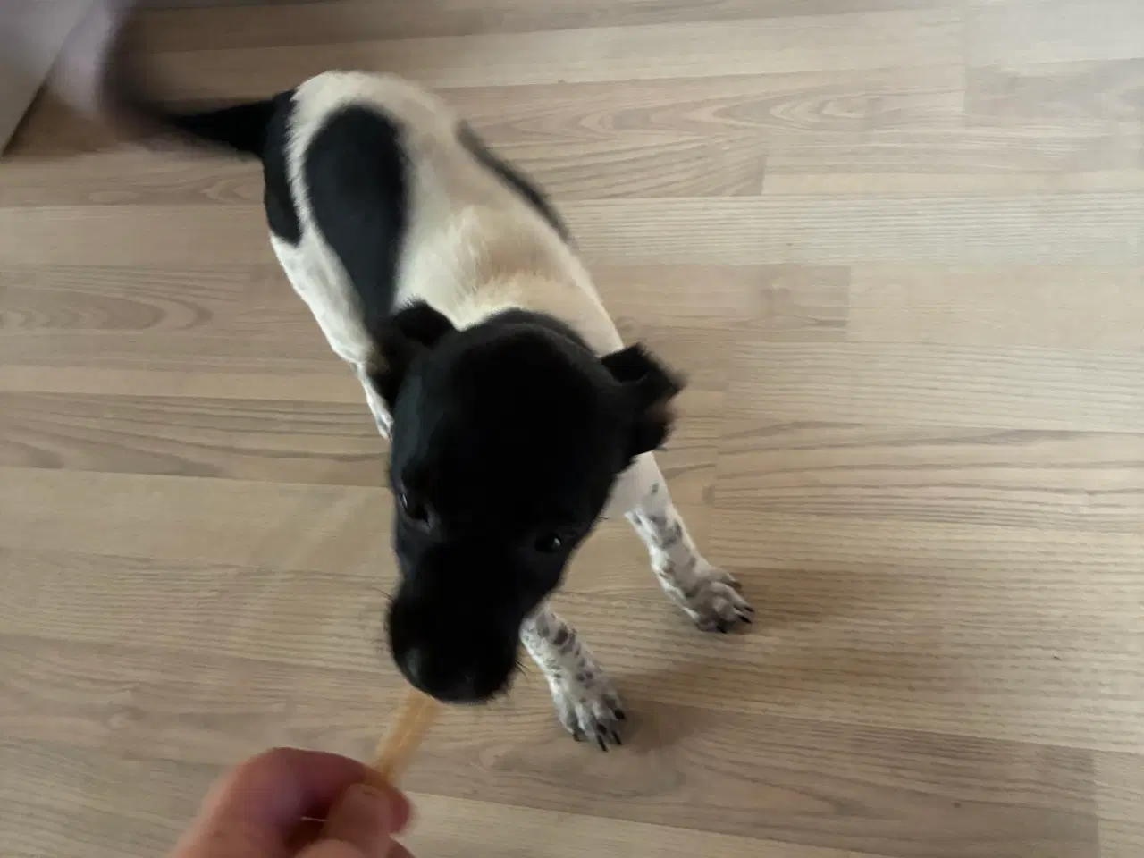 Billede 3 - Dansk svensk gårdhund 