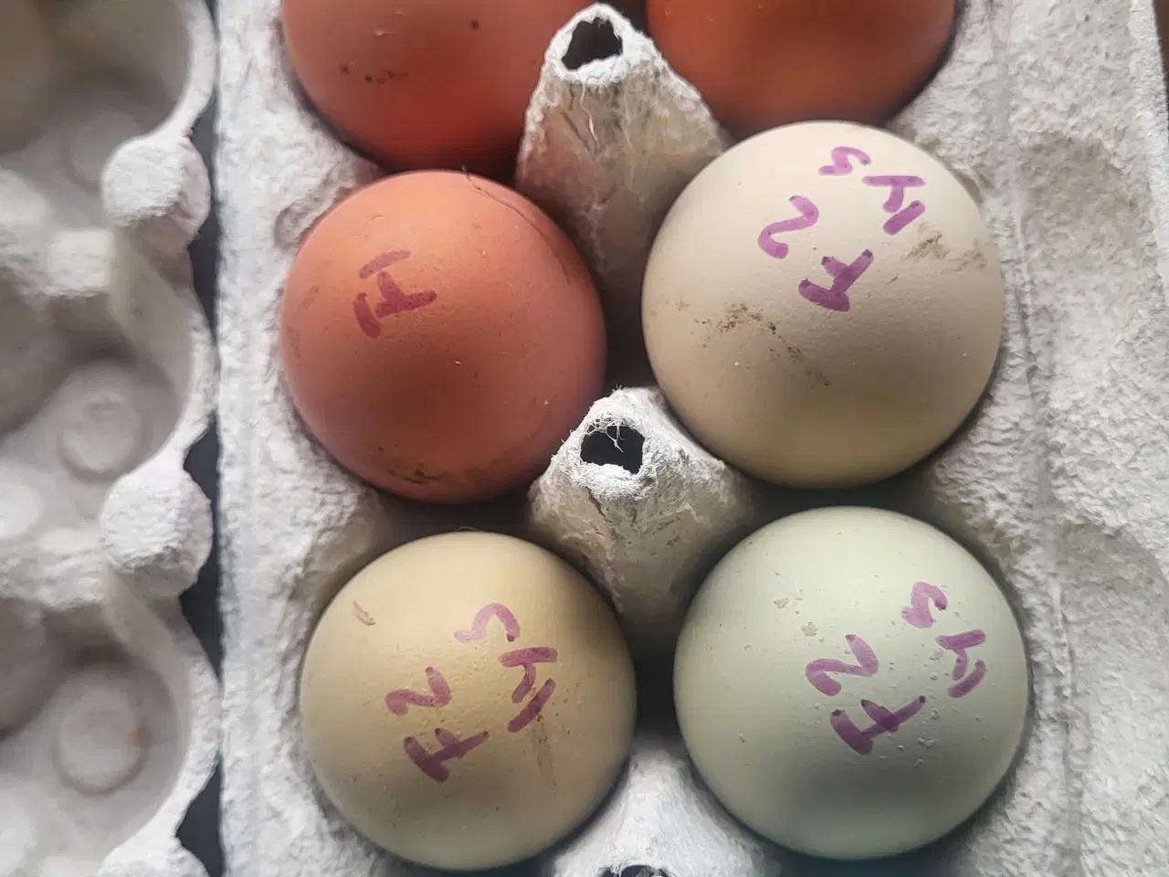 Billede 4 - Smukke rugeæg