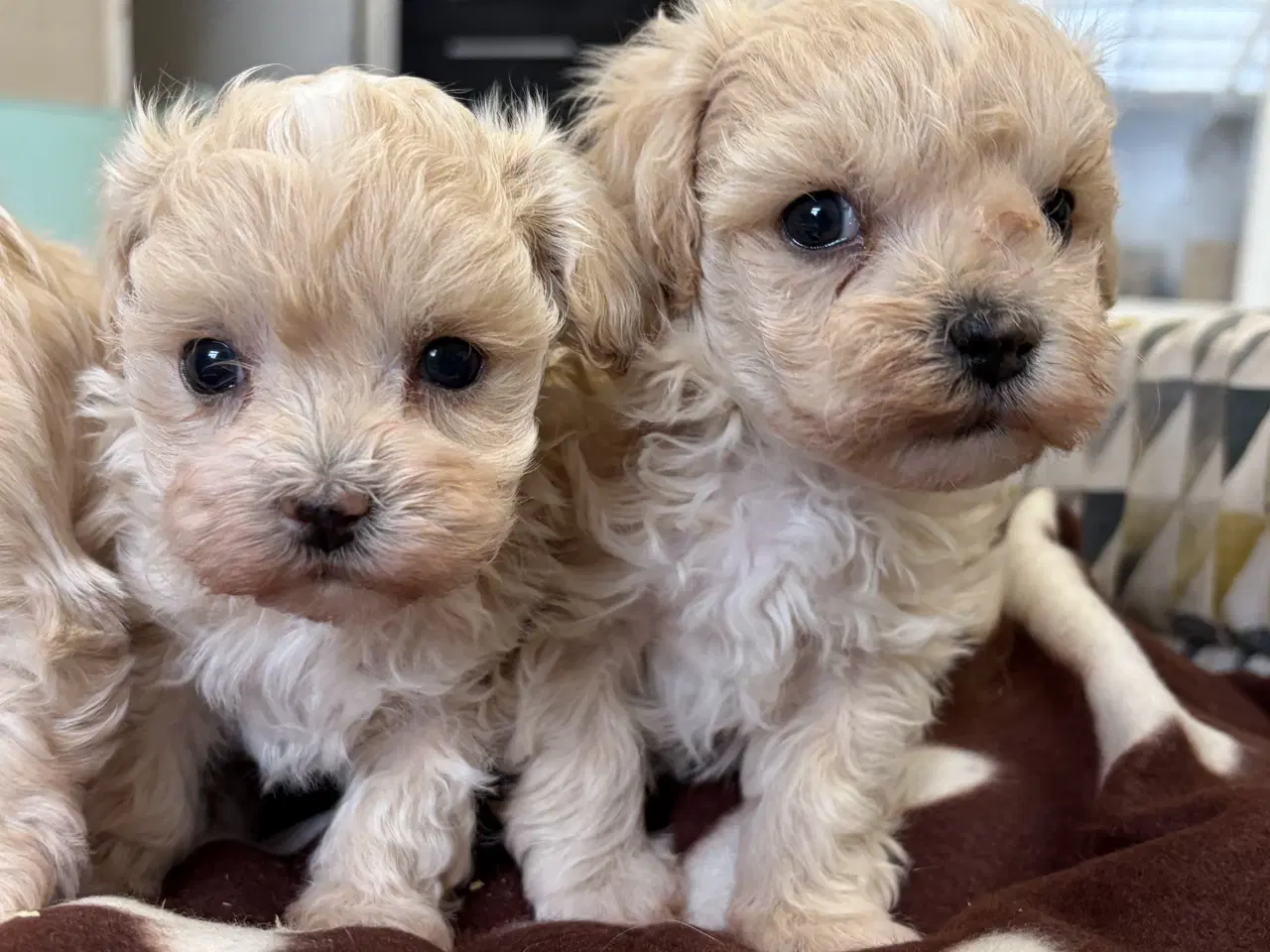 Billede 7 - Mini Maltipoo babyer 