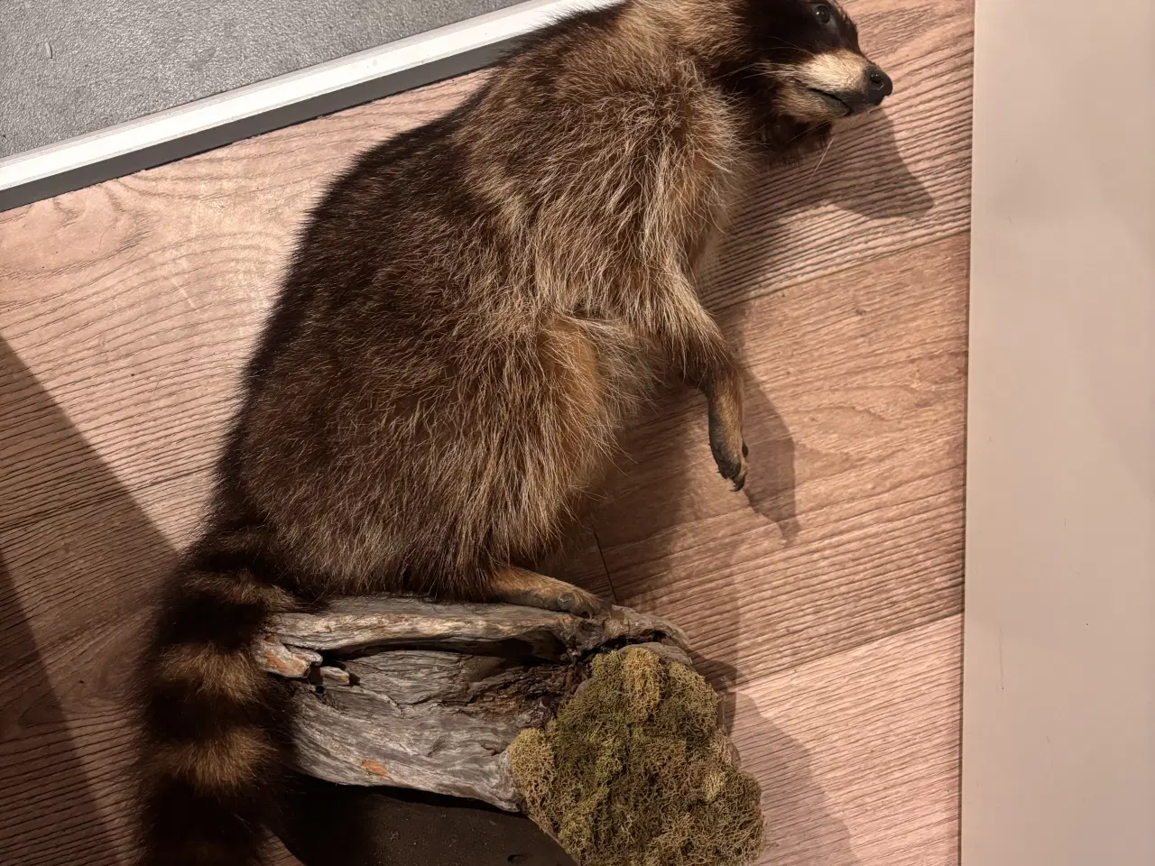 Billede 1 - Flot vaskebjørn på træstub 