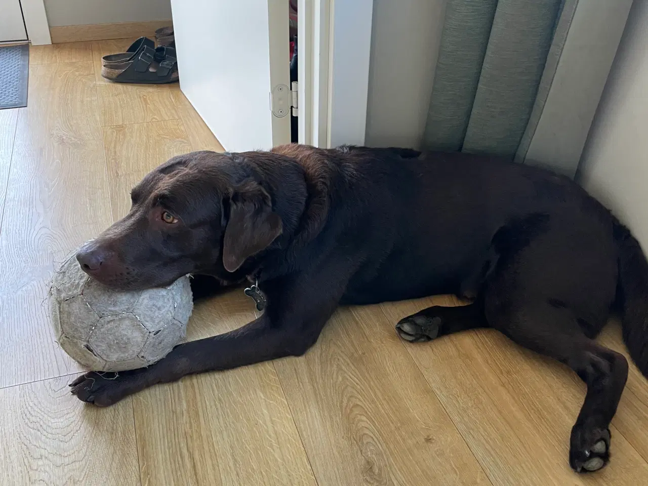 Billede 6 - Labrador tilbydes til avl