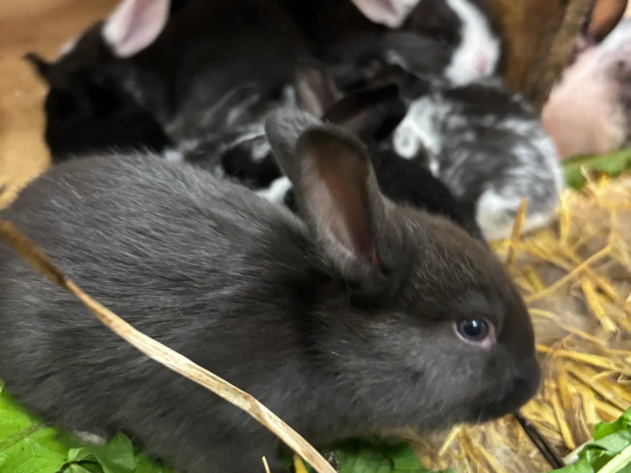 Billede 7 - Kaninunger af stor race