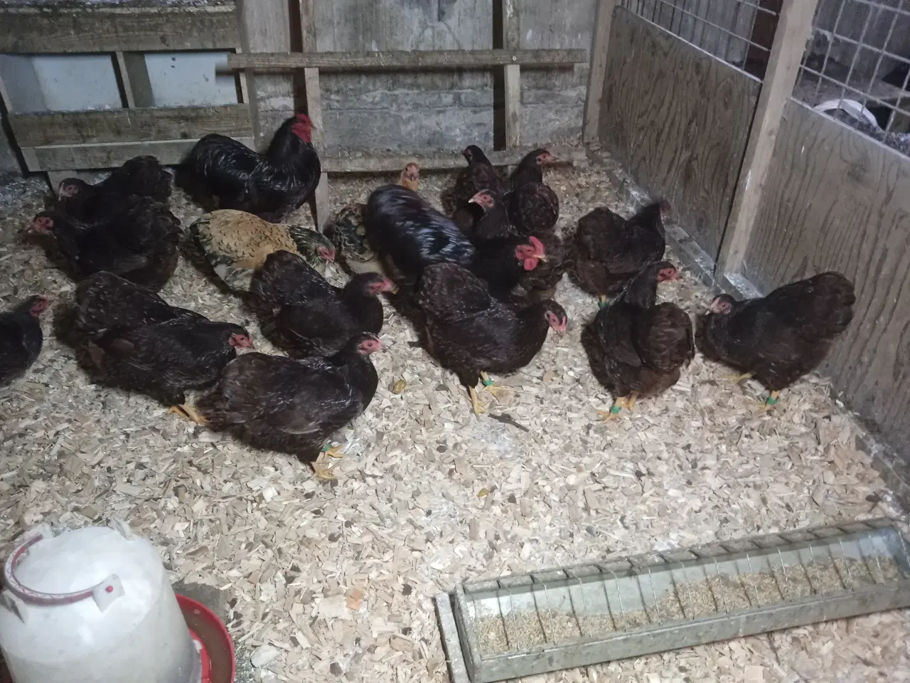 Billede 8 - Dværghøns
