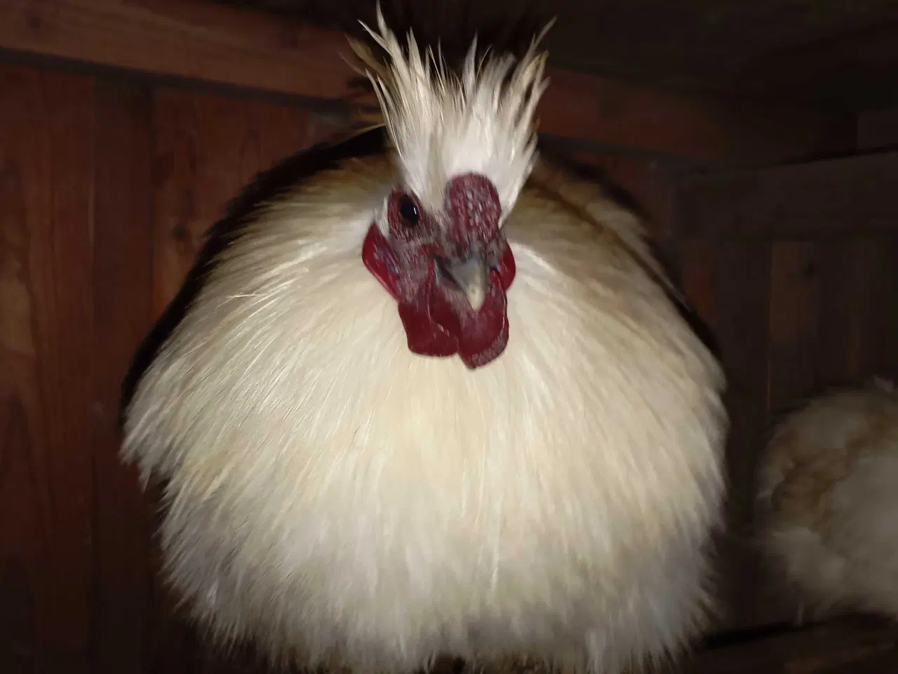 Billede 16 - Silkehaner. Hvis silkedværg haner.