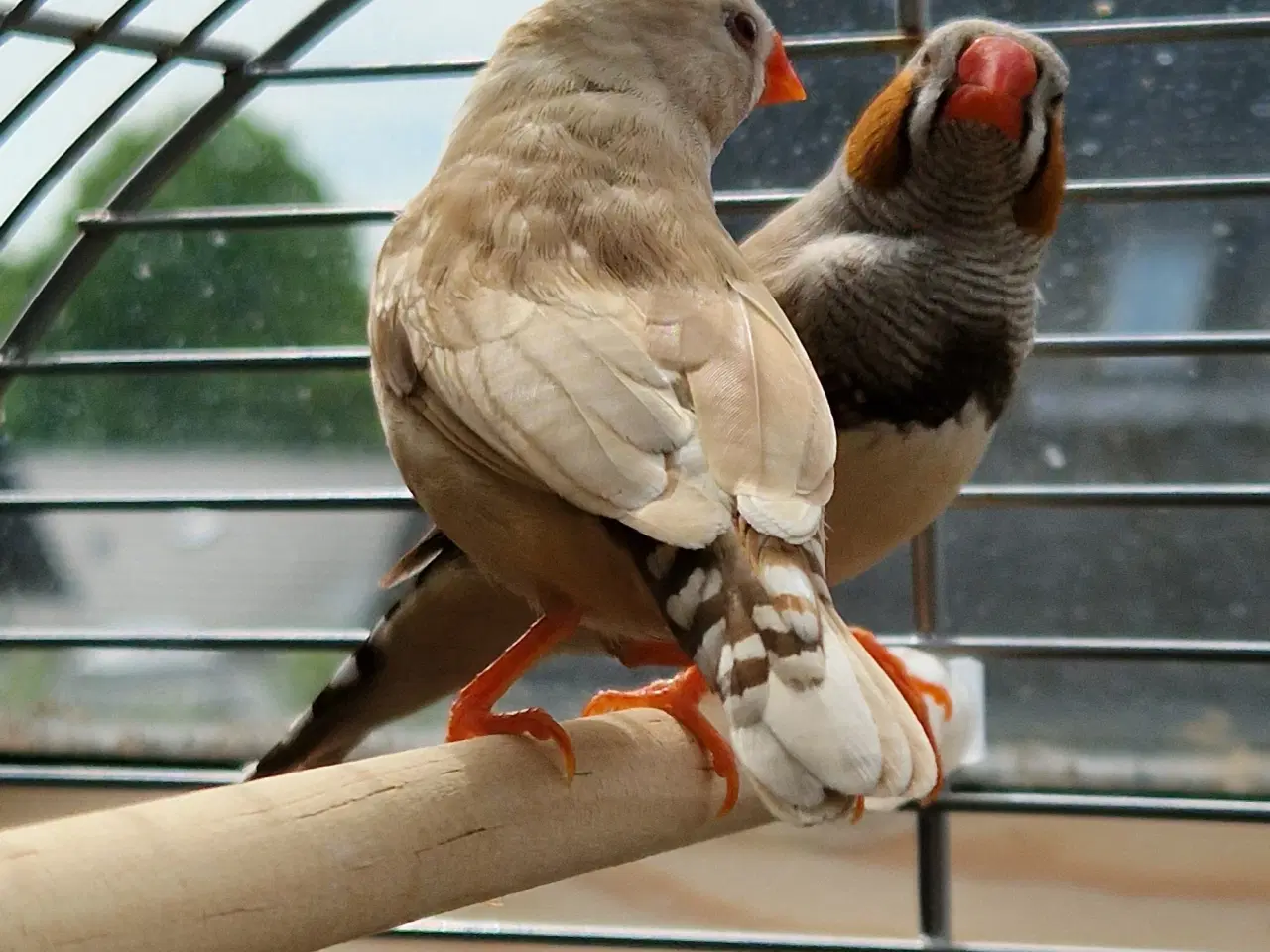 Billede 1 - Zebrafinke par