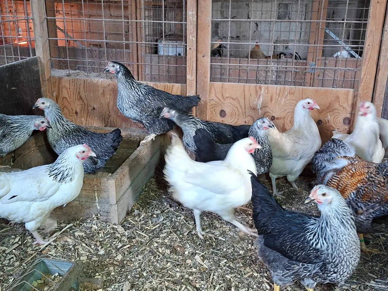 Billede 2 - Høns