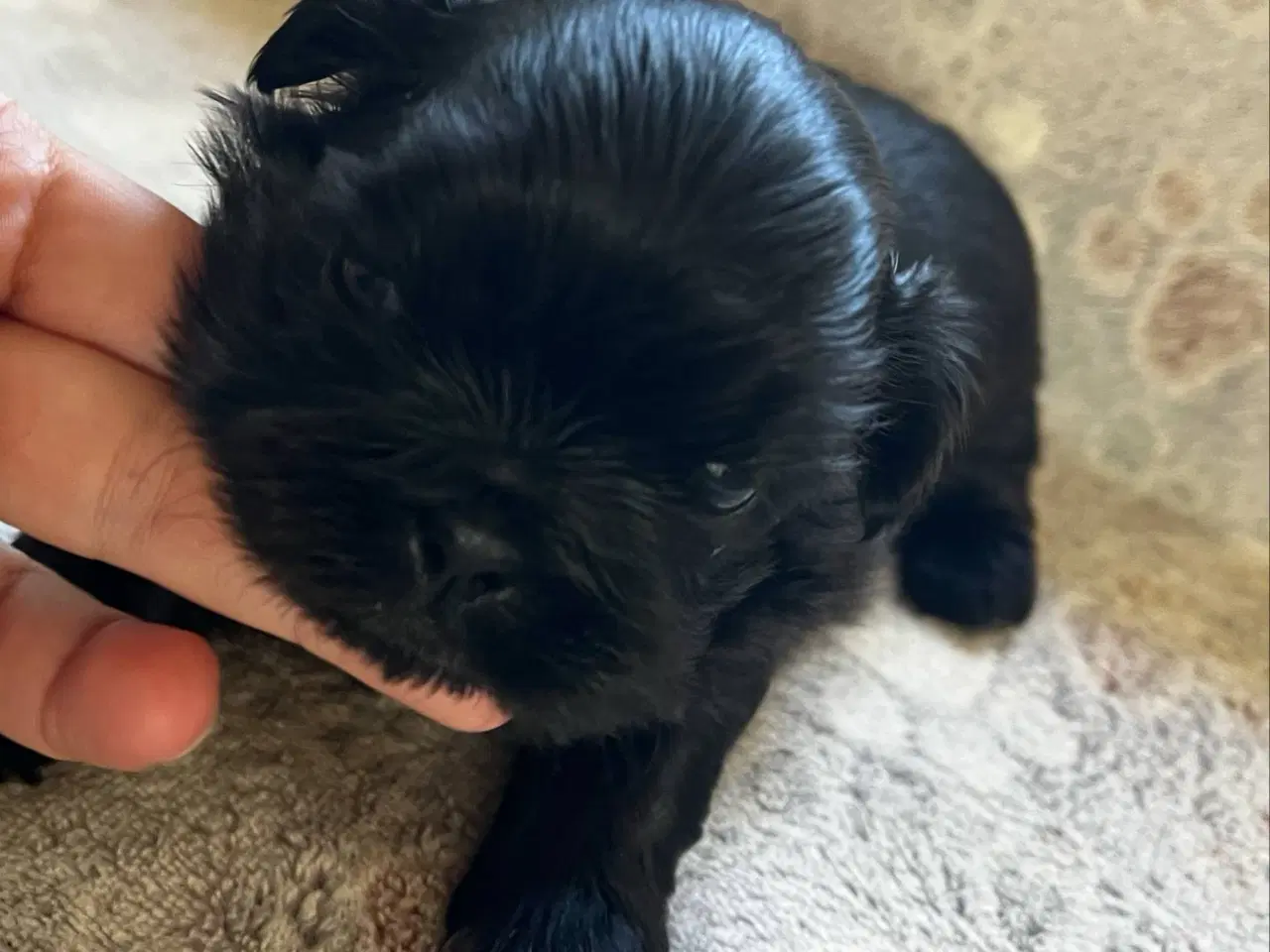 Billede 12 - Shih Tzu hvalpe