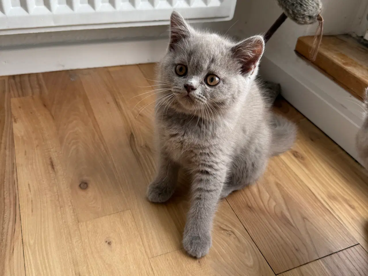 Billede 5 - British Shorthair killinger med stamtavle