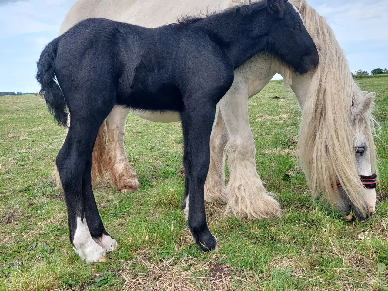 Billede 4 - Skøn lille hingst søger kommende makker