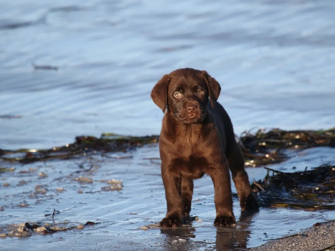 Billede 15 - Labrador