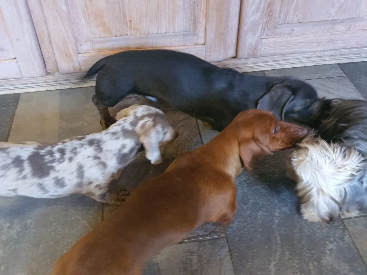 Billede 2 - Danmarks sødeste gravhund hvalp søger et nyt hjem