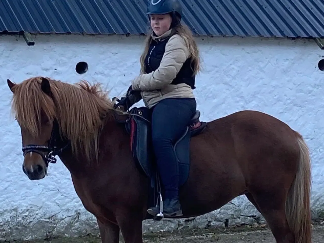 Billede 5 - Islænder hoppe