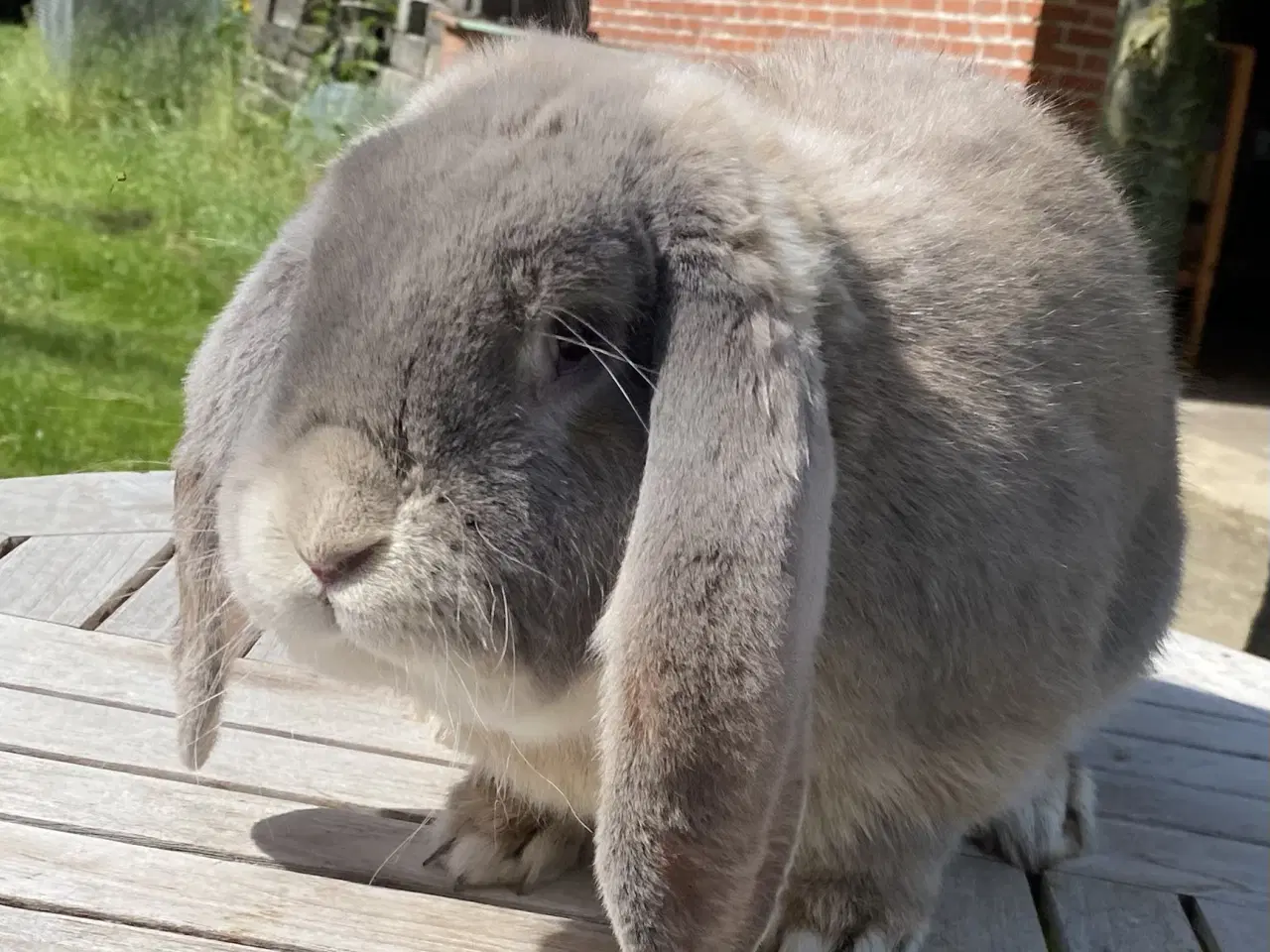 Billede 4 - AVLSKLAR FRANSK VÆDDER HAN ISABELLA OTTER