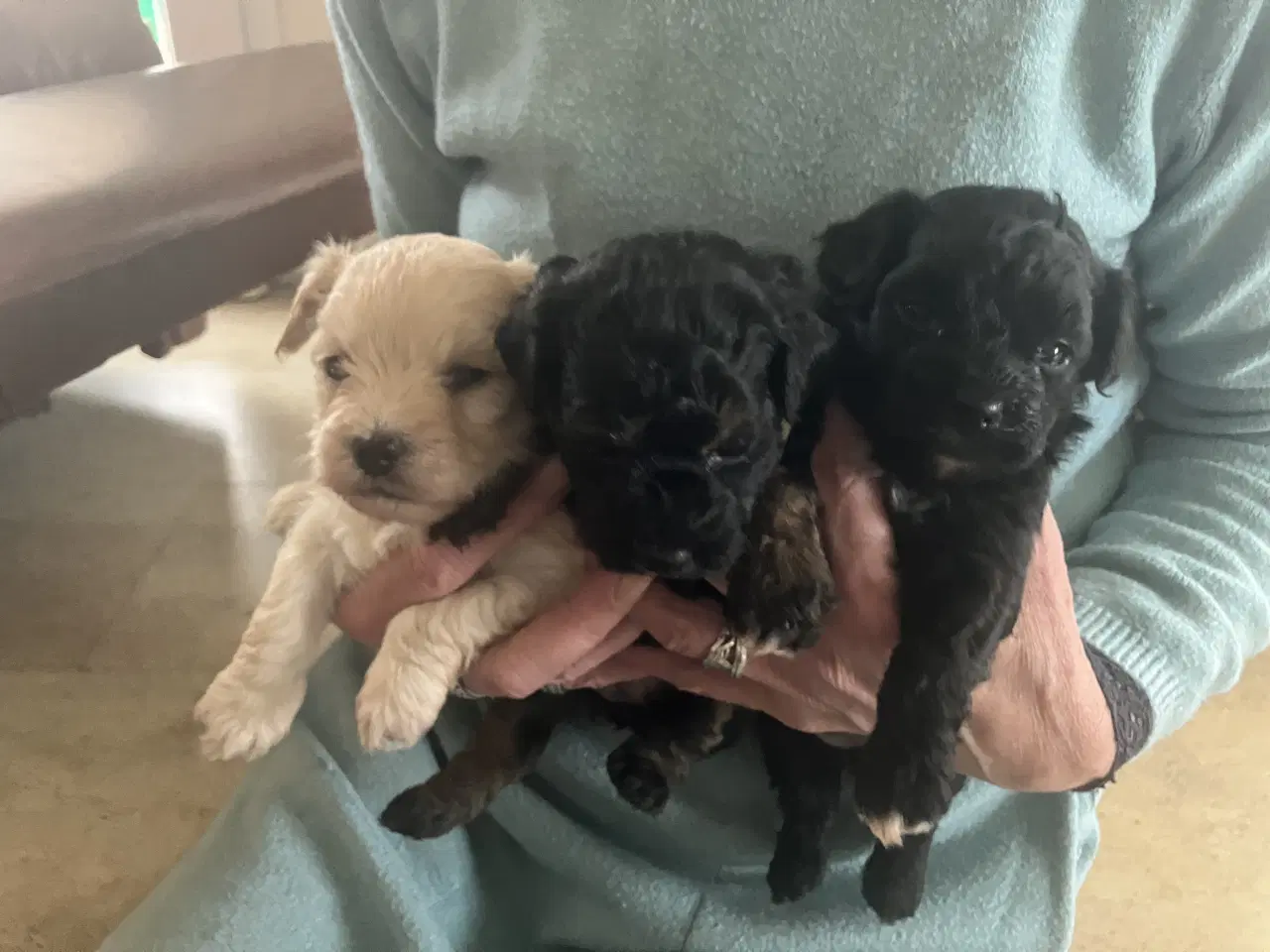 Billede 1 - Havapoo hvalpe sælges