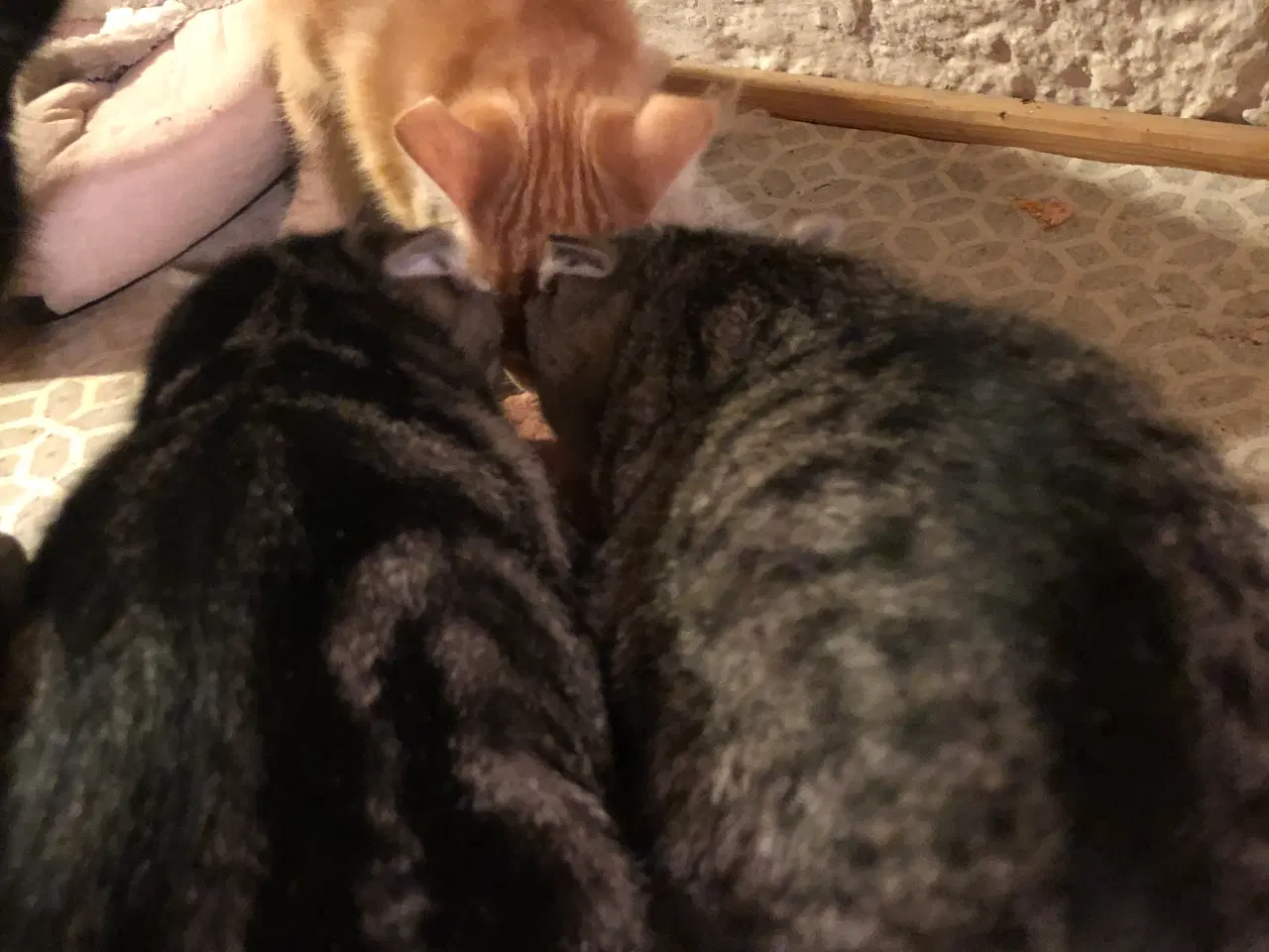 Billede 5 - Killinger søger nye hjem