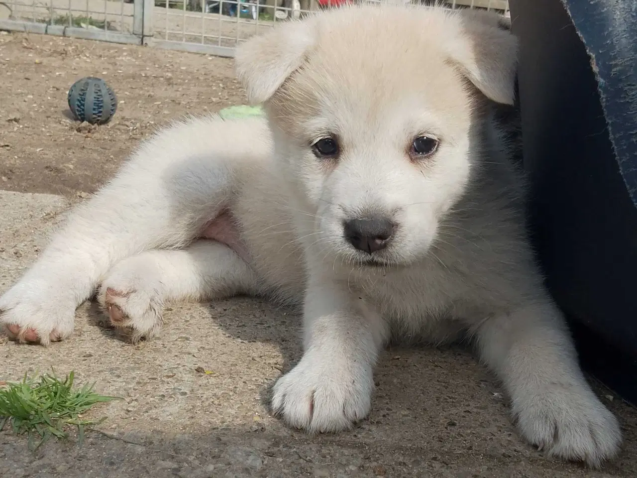 Billede 7 - Alaska Malamute Chow Chow tjekkiske ulvehund husky