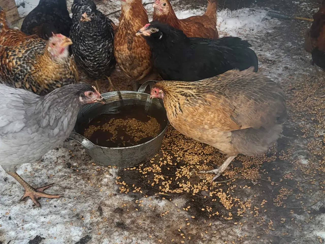 Billede 1 - Høns fra september 