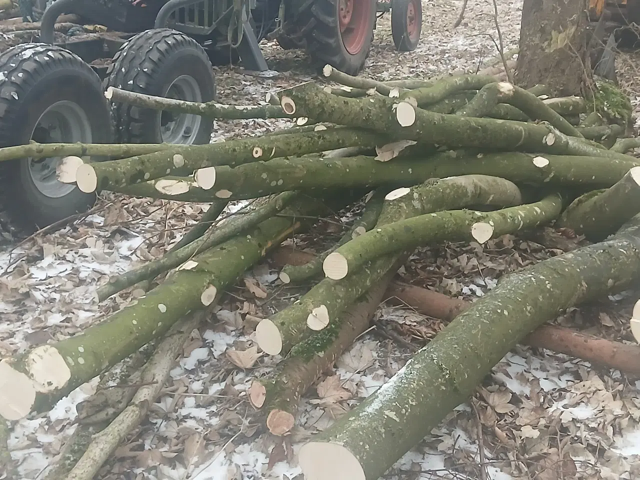 Billede 16 - Ahorntræ fældet og parteret i stamme og grene