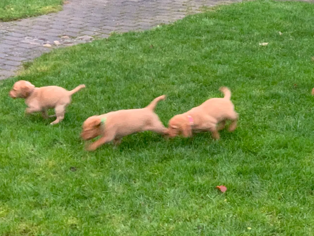 Billede 7 - Labrador hvalp klar til at flytte 