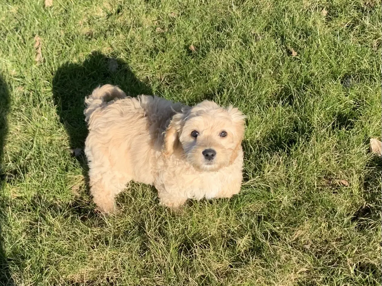 Billede 3 - Amerikansk Cockerpoo F1b pige 