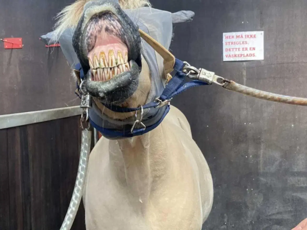 Billede 2 - Skovtur/hygge