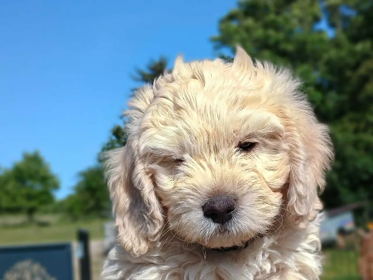 Billede 4 - Super socialiserede goldendoodles 