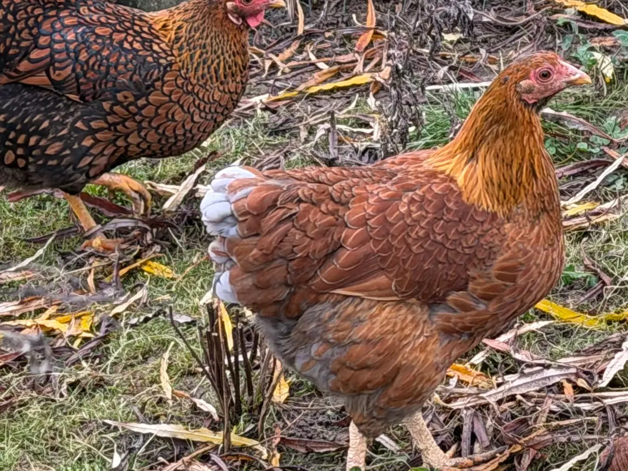 Billede 6 - Dværg Wyandott høner