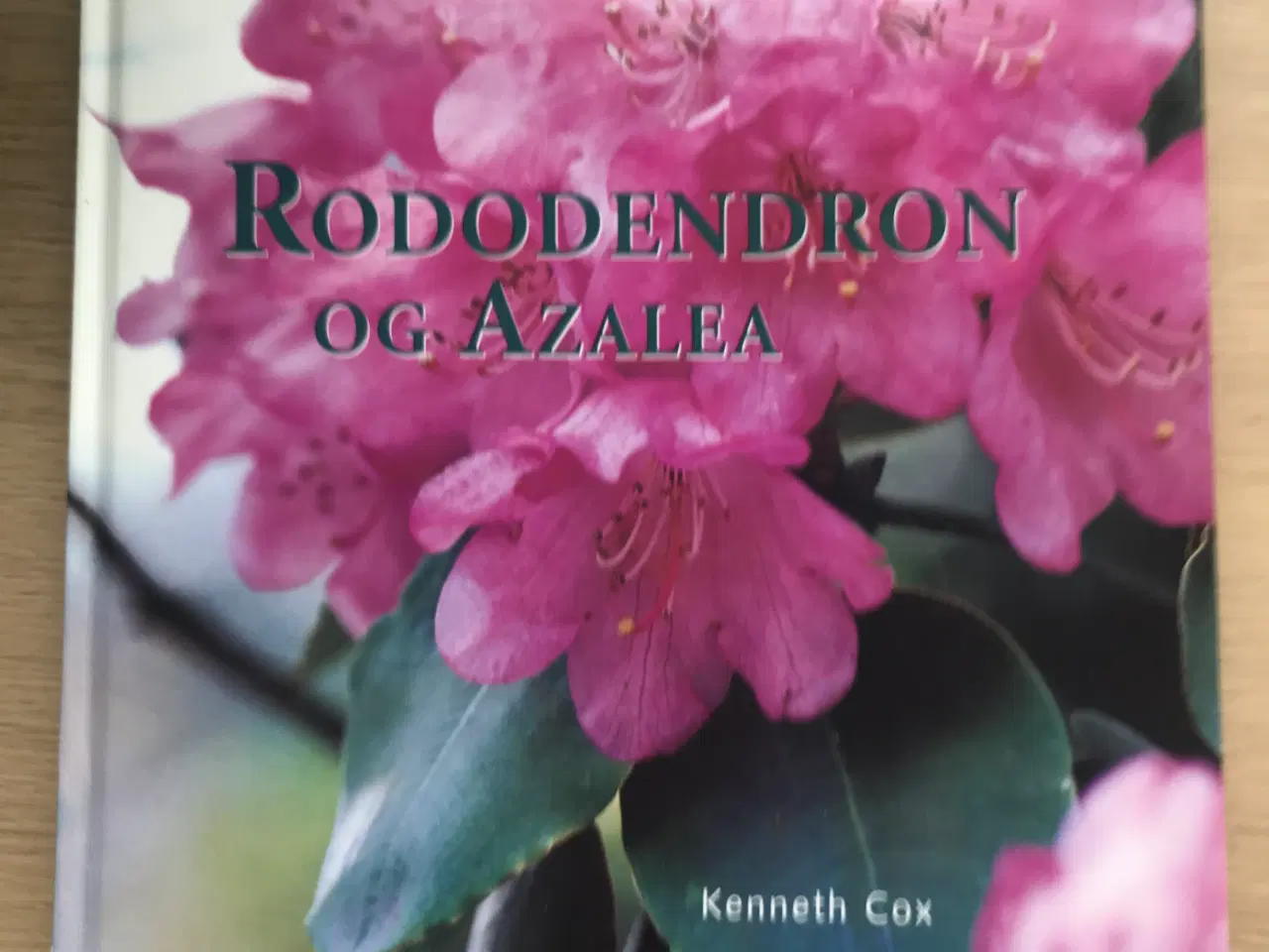 Billede 2 - Rododendron og Azalea  af Kenneth Cox