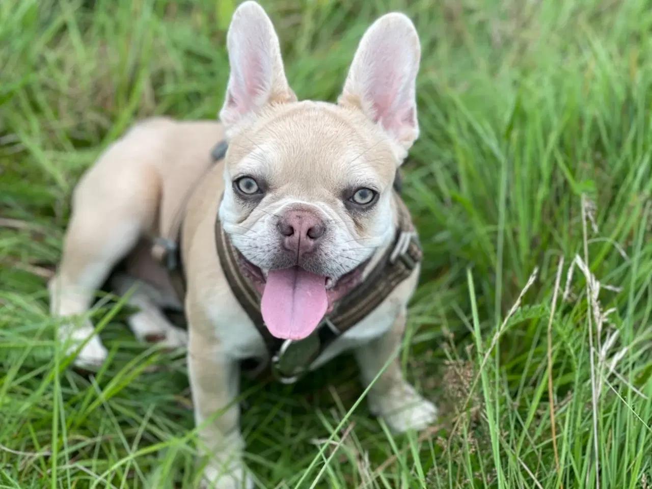 Billede 2 - Fransk bulldog tæve