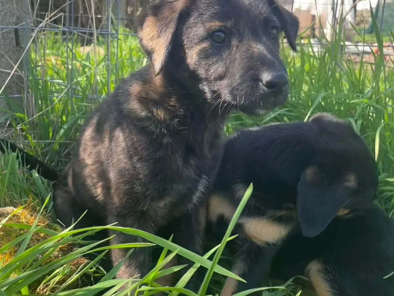 Billede 17 - Kira søger sin egen familie❤️