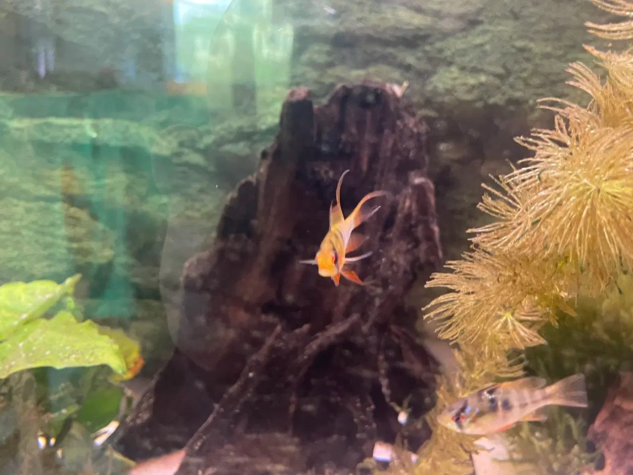 Billede 7 - 5 Sommerfuglecichlider