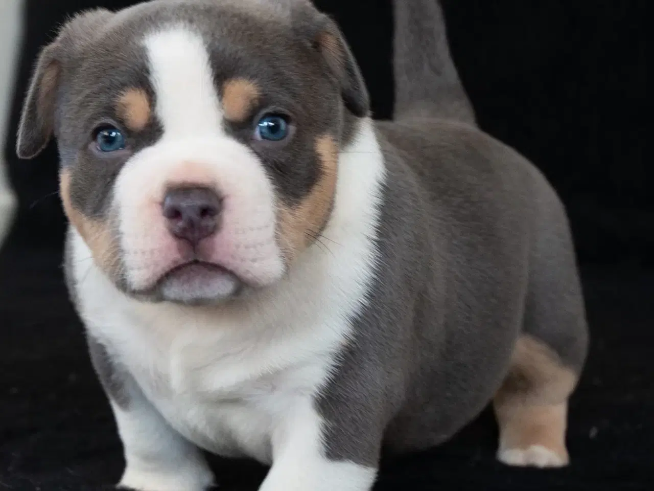 Billede 2 - American Bully 