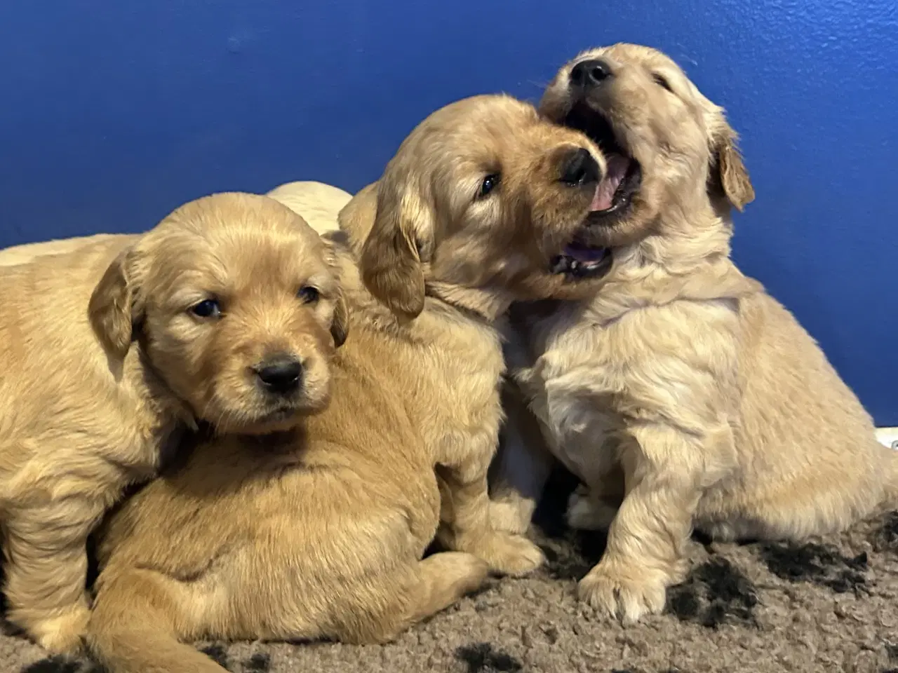 Billede 1 - Skønne Golden Retriever 