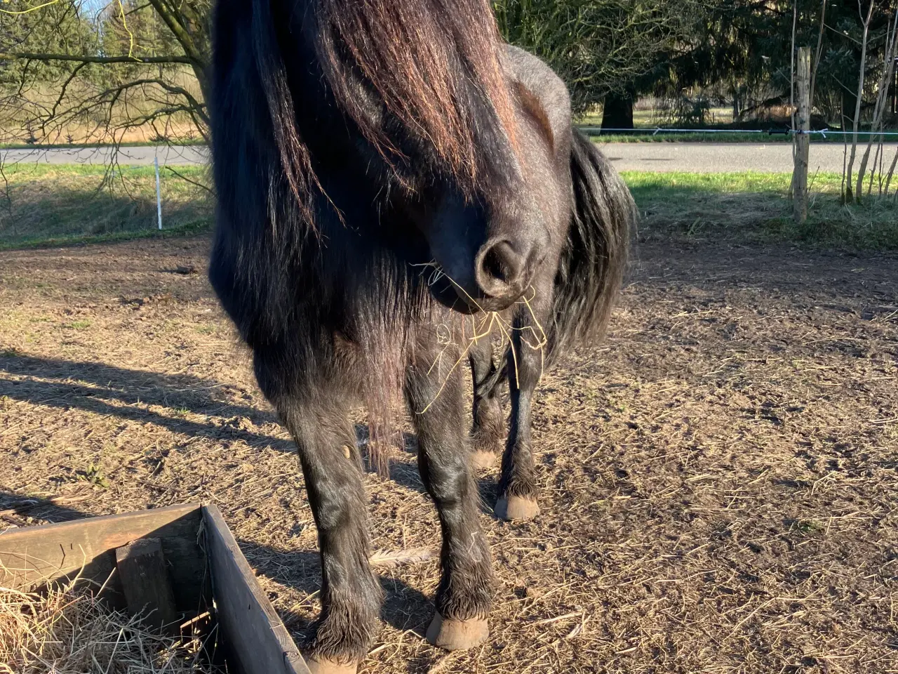 Billede 1 - Fellpony hoppe 8 år