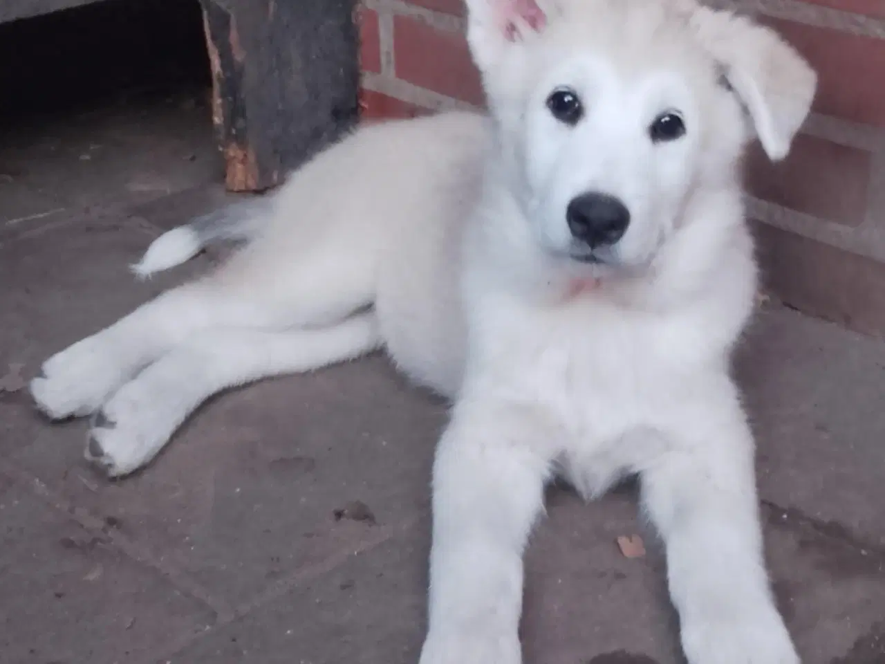Billede 9 - Husky blandinger 